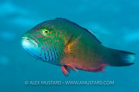 Bandcheek Wrasse, Egypt.