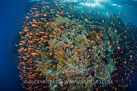 Anthias Explosion, Egypt.