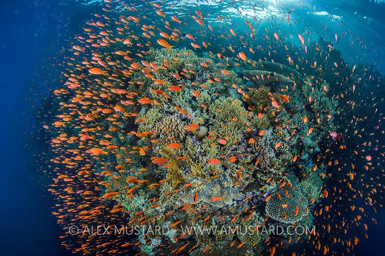 Anthias Explosion, Egypt.