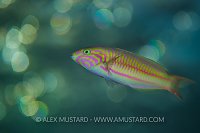 Bokeh Wrasse, Egypt.