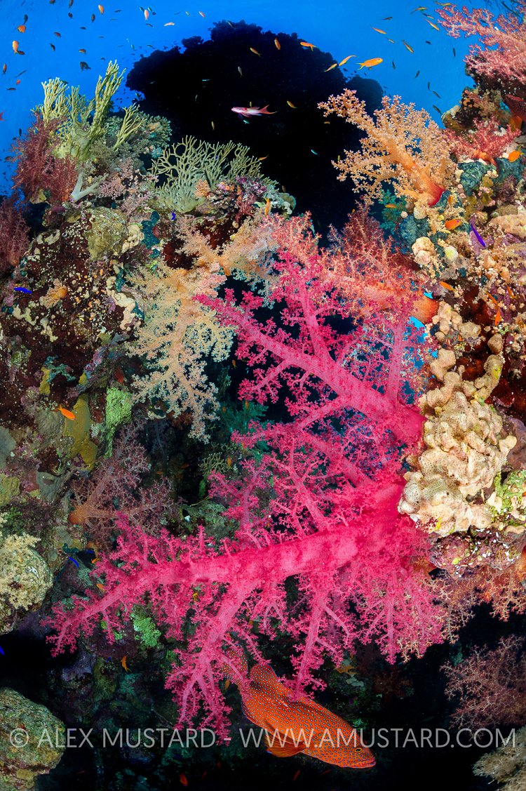 Red Sea Reef Scene, Egypt.
