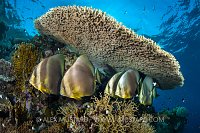 Batfish Under The Table, Egypt.