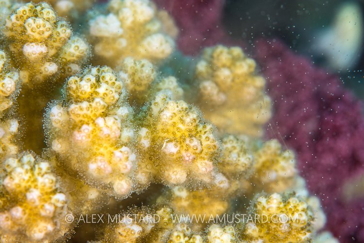 Coral Spawning, Egypt.