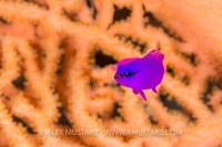 Fridman's Basslet, Egypt.