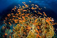 Anthias Over Coral, Egypt.