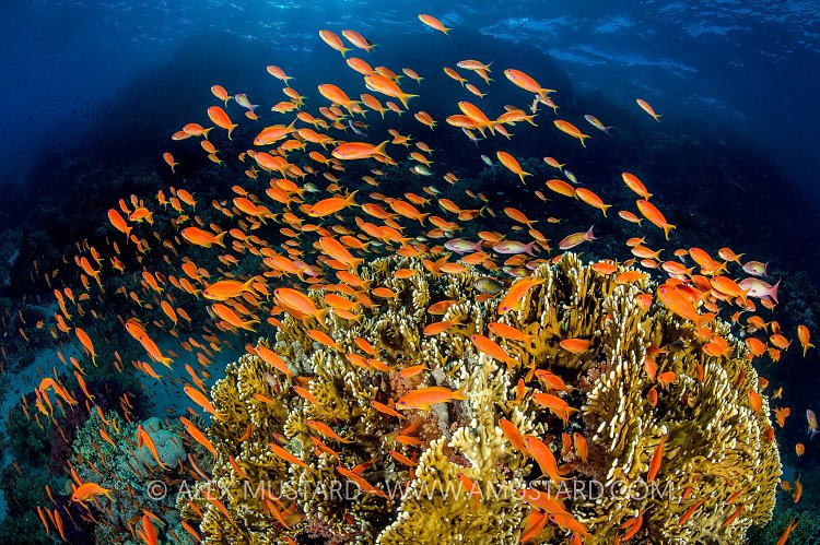 Anthias Over Coral, Egypt.