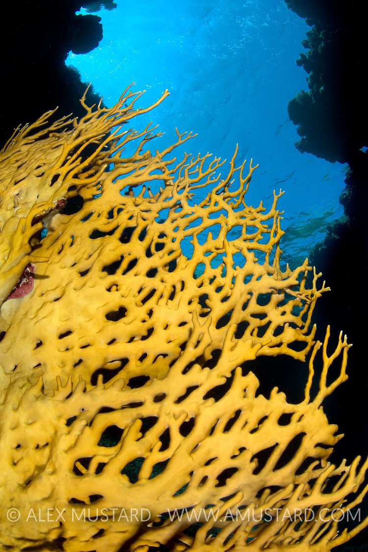 Fire Coral, Egypt.