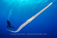 Cornetfish & Diver, Egypt.