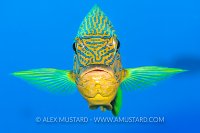 Blue Striped Grunt. Bahamas