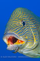 Cleaning In Progress. Bahamas