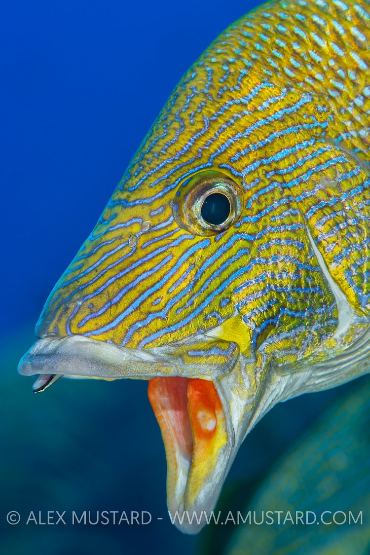 At The Cleaners. Bahamas