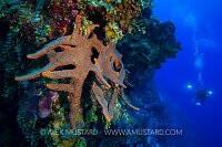Sponge On Wall. Bahamas