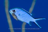 Chromis Parasite. Bahamas