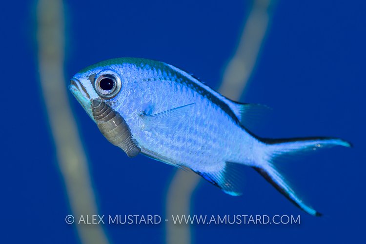 Chromis Parasite. Bahamas