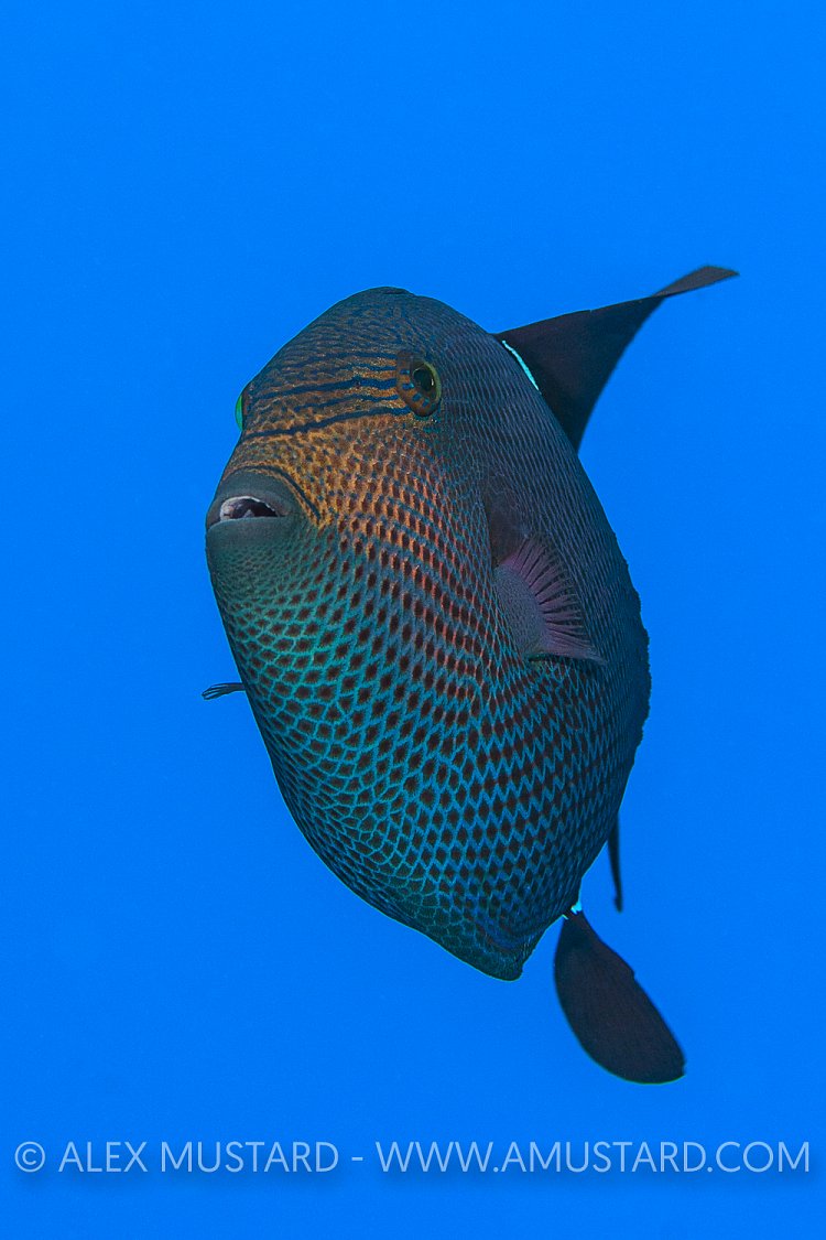 Black Durgeon. Bahamas