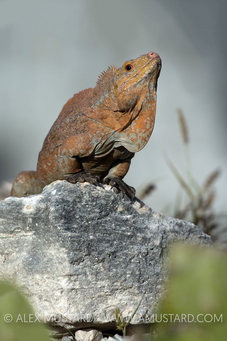San Salvador Rock Iguana. Bahamas