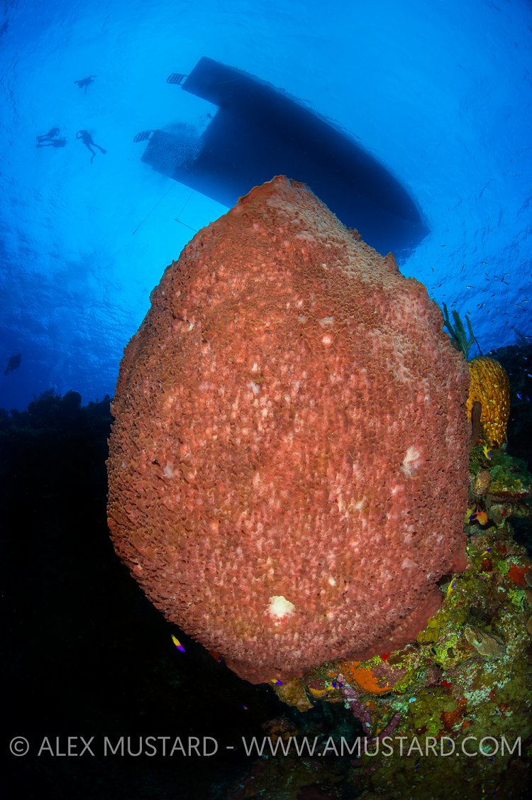 Reef Wall & Boat. Bahamas