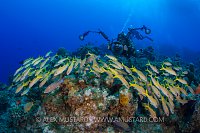 Diver And Goatfish. Bahamas