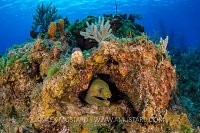 Green Moray. Bahamas