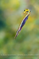 Arrow Blenny. Bahamas