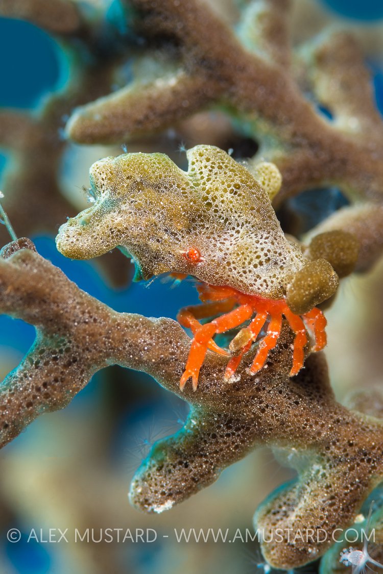 Decorator Crab. Bahamas