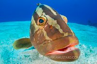 Nassau Grouper. Bahamas