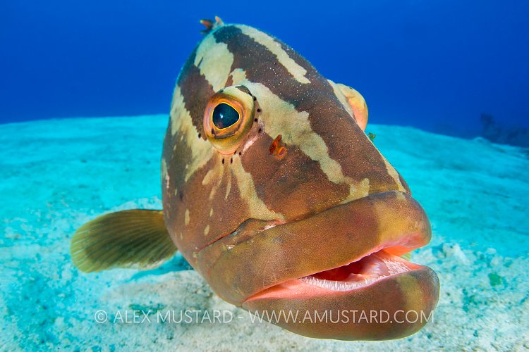 Nassau Grouper. Bahamas