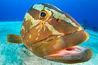 Nassau Grouper. Bahamas