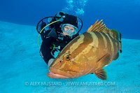Diver Meets Grouper. Bahamas