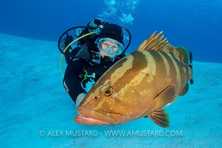 Diver Meets Grouper. Bahamas