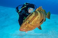 Grouper Encounter. Bahamas
