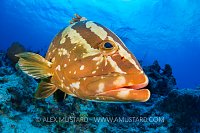 Nassau Grouper. Bahamas
