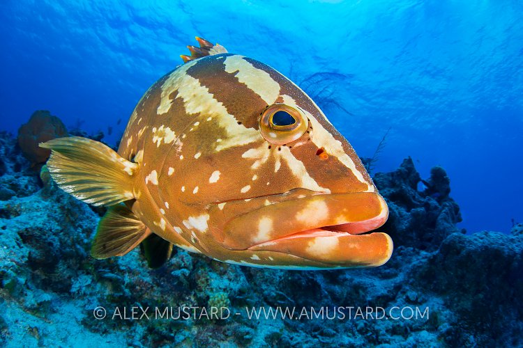 Nassau Grouper. Bahamas