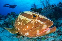 Nassau Grouper. Bahamas