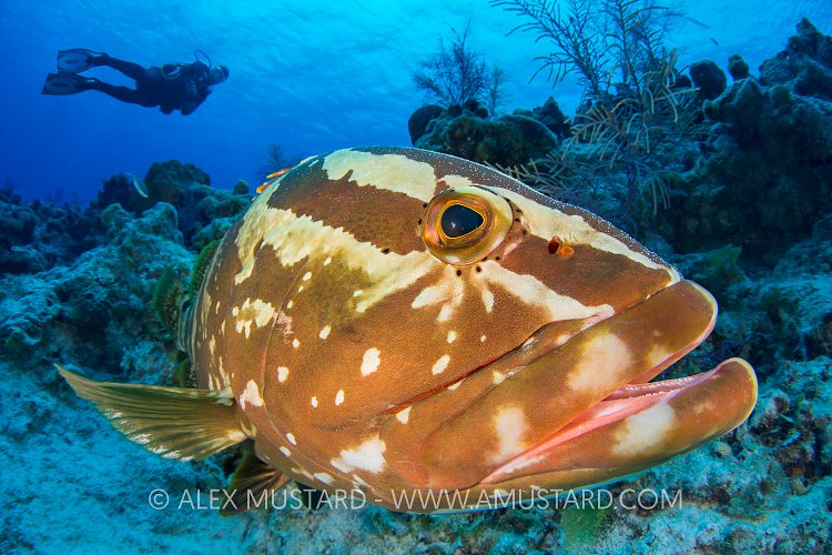 Nassau Grouper. Bahamas