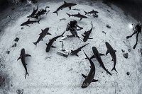 Shark Feed. Bahamas