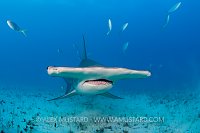 Great Hammerhead. Bahamas