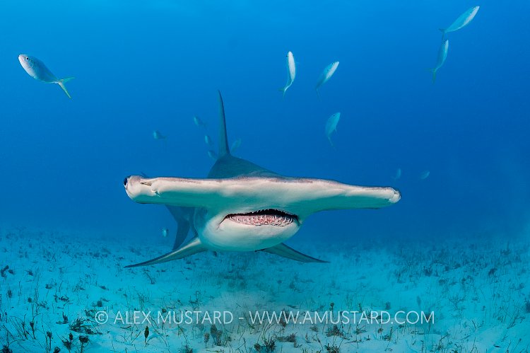 Great Hammerhead. Bahamas