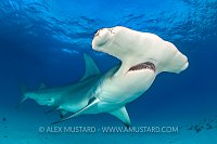 Hammerhead Portrait. Bahamas