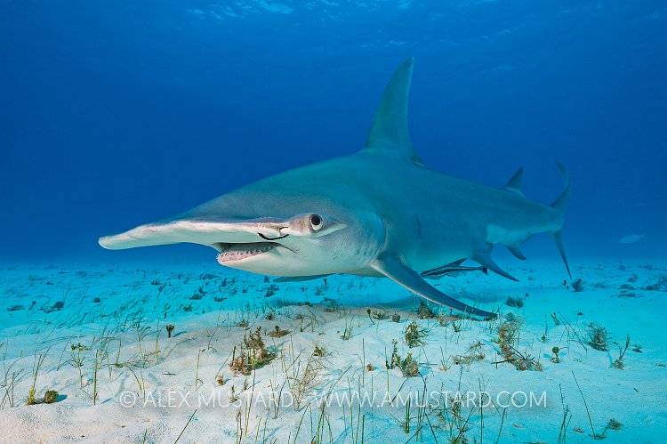 Great Hammerhead. Bahamas
