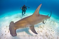 Great Hammerhead Encounter. Bahamas
