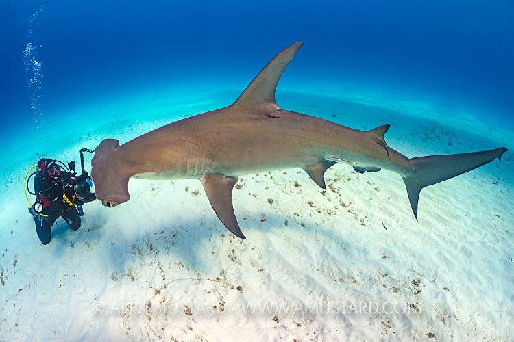 Great Hammerhead Encounter. Bahamas