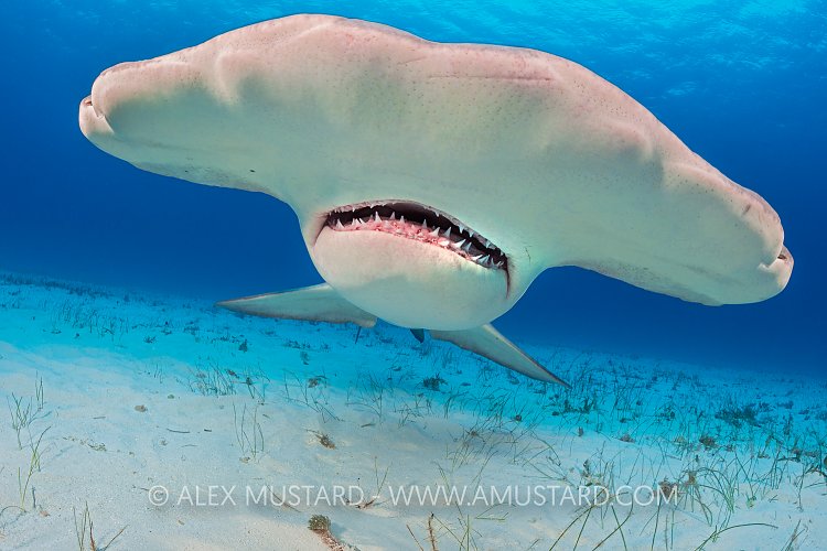 Great Hammerhead Hammer Head. Bahamas