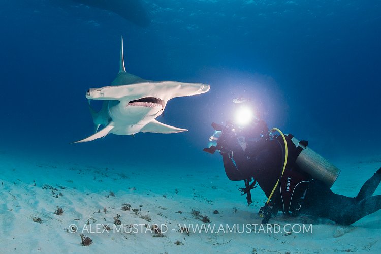 Hammerhead Photography. Bahamas