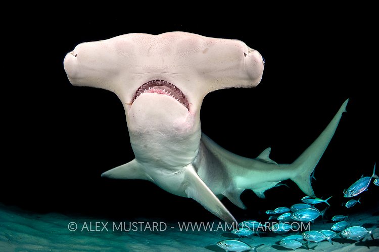 Hammerhead And Jacks. Bahamas