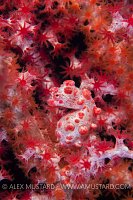 Camouflaged pygmy seahorse. Indonesia.