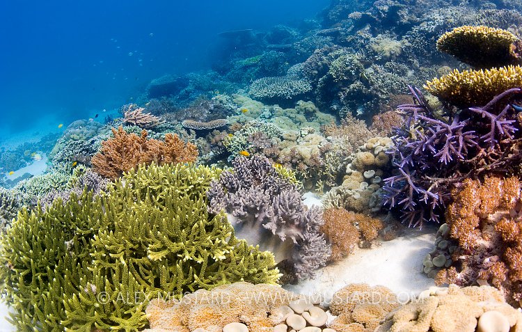 Shallow Coral Garden. Indonesia