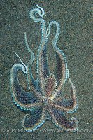 Long Arm Of The Octopus. Indonesia