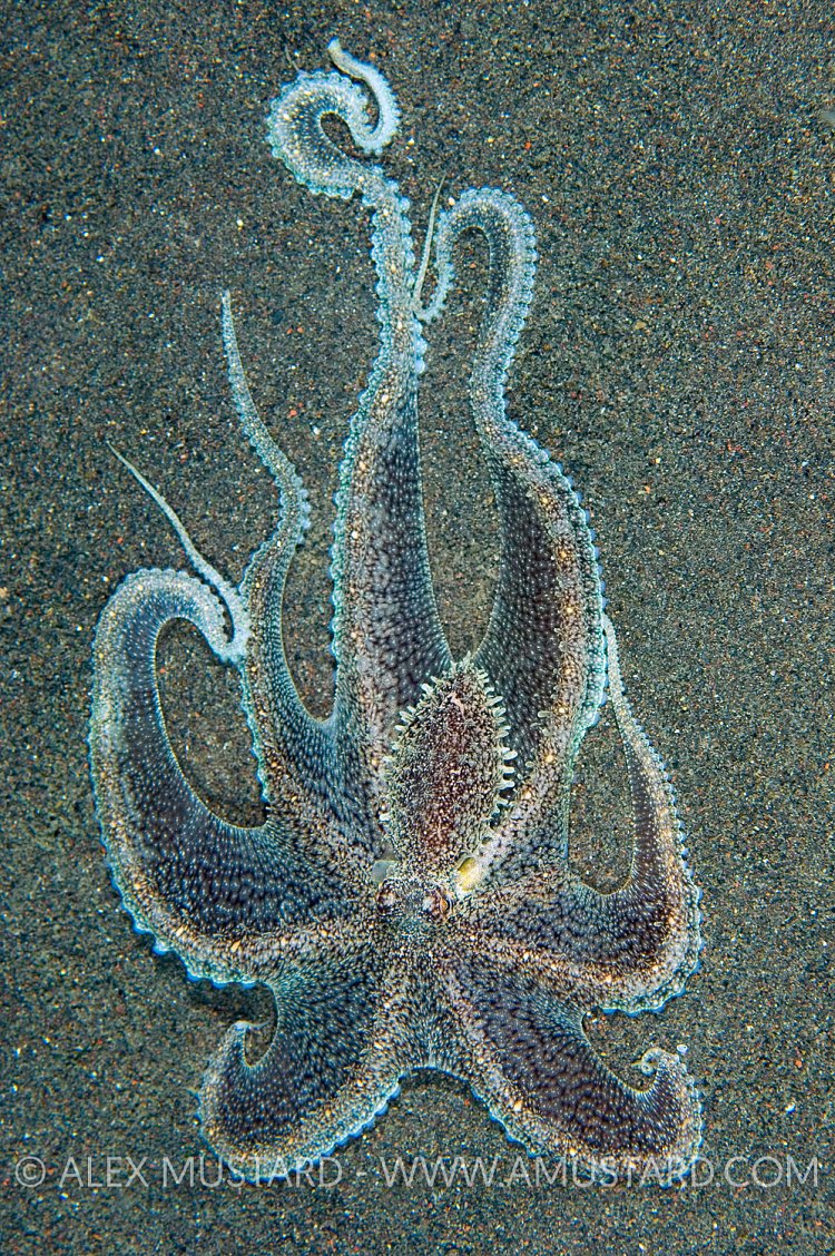 Long Arm Of The Octopus. Indonesia