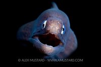 White Eyed Moray Eel. Indonesia.